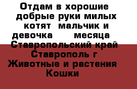 Отдам в хорошие ,добрые руки милых котят (мальчик и девочка 1,5  месяца) - Ставропольский край, Ставрополь г. Животные и растения » Кошки   